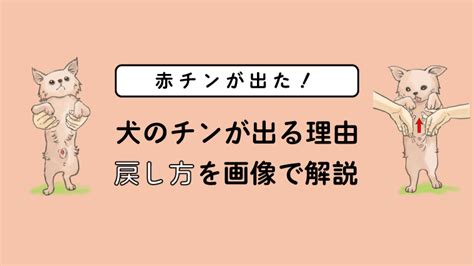 犬 ちんこ 赤い|犬の赤チンが戻らない！チンが出る理由や戻し方を画像を用いて。